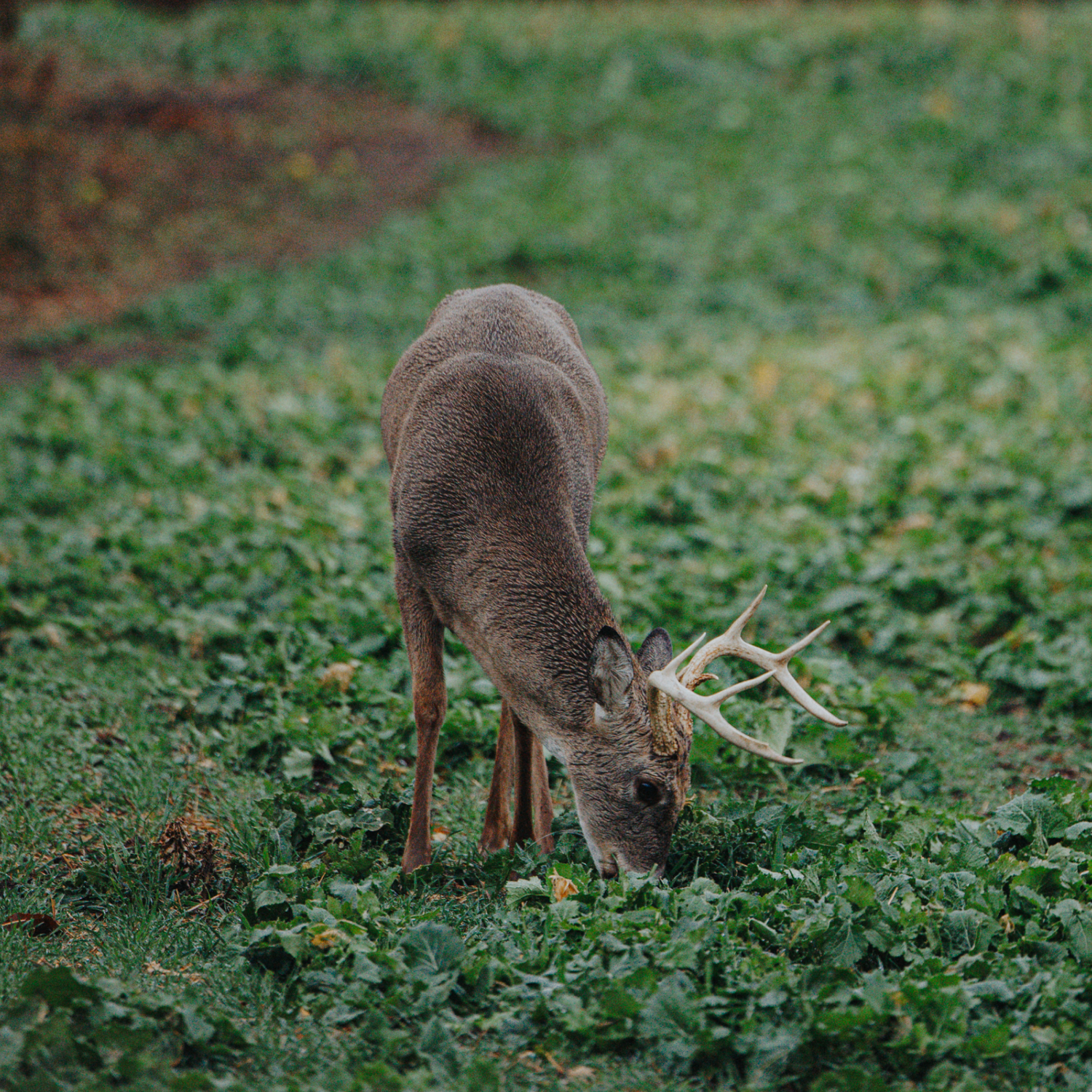 The Ultimate Guide to Food Plot Seed Selection for Hunting Whitetail Deer