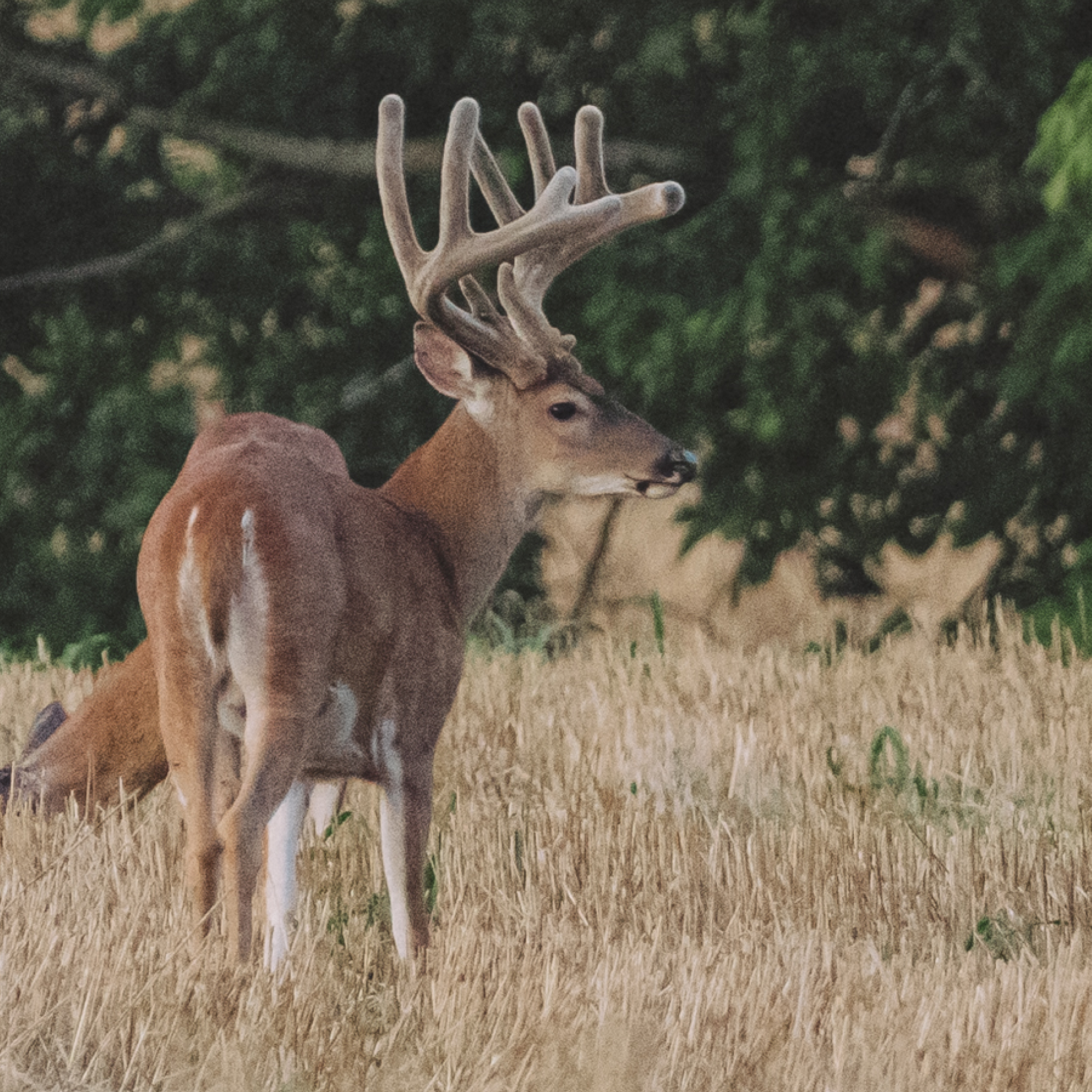 Guide to Attracting Mature Bucks with Food Plots