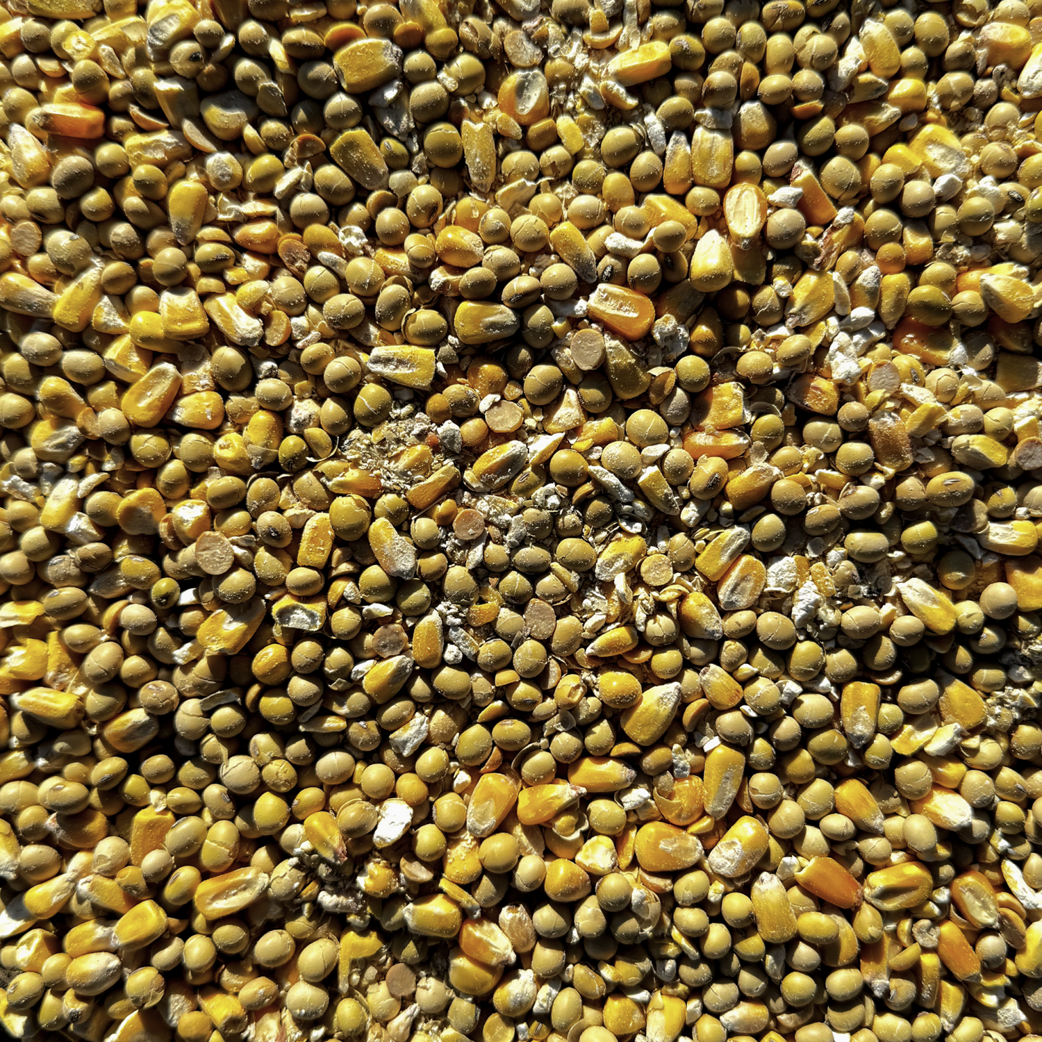 Seasonal Feeding Strategies for Whitetail Deer