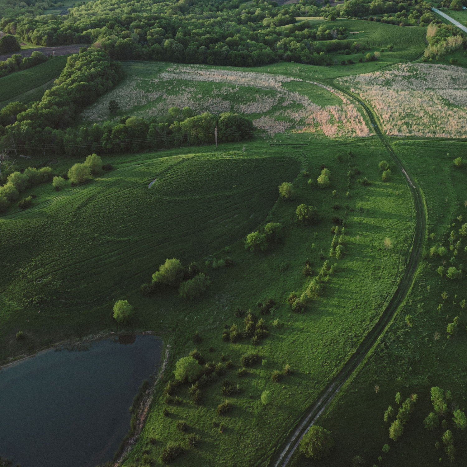 How to Create a Successful Food Plot: Step-by-Step Guide