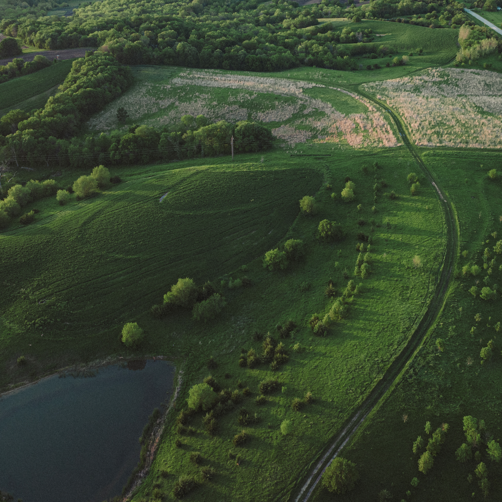 How to Create a Successful Food Plot: Step-by-Step Guide