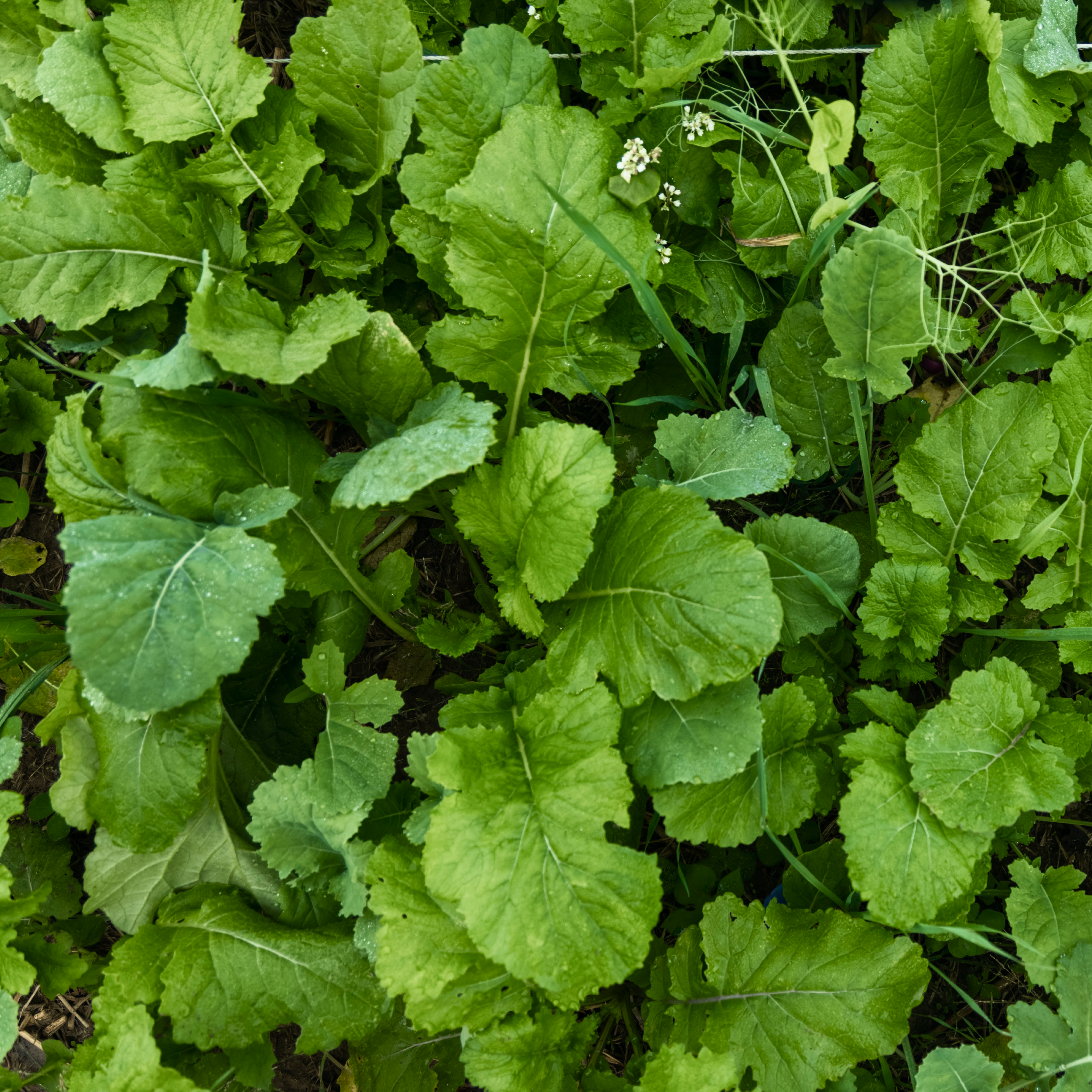 DeerGreens