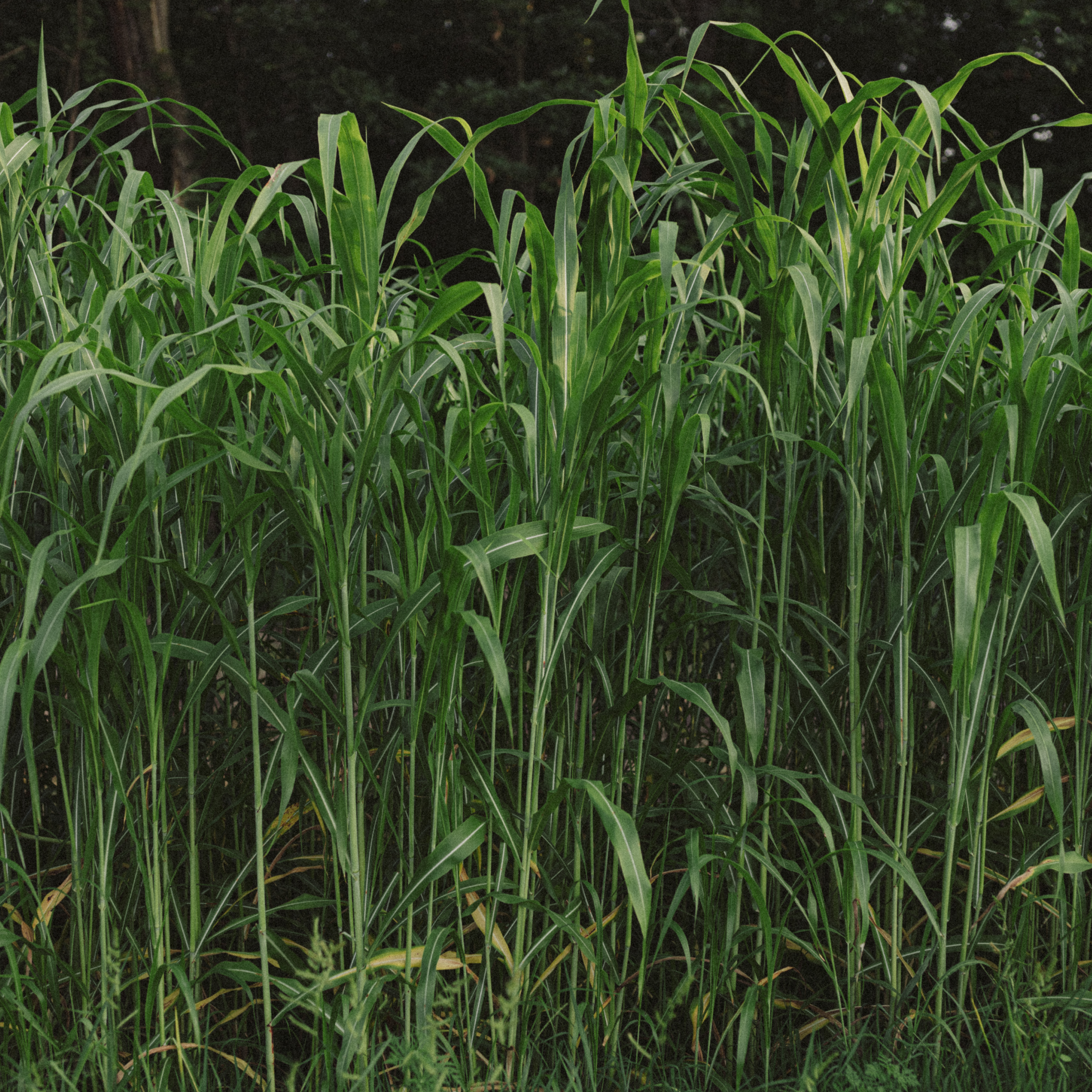 PlotScreen
