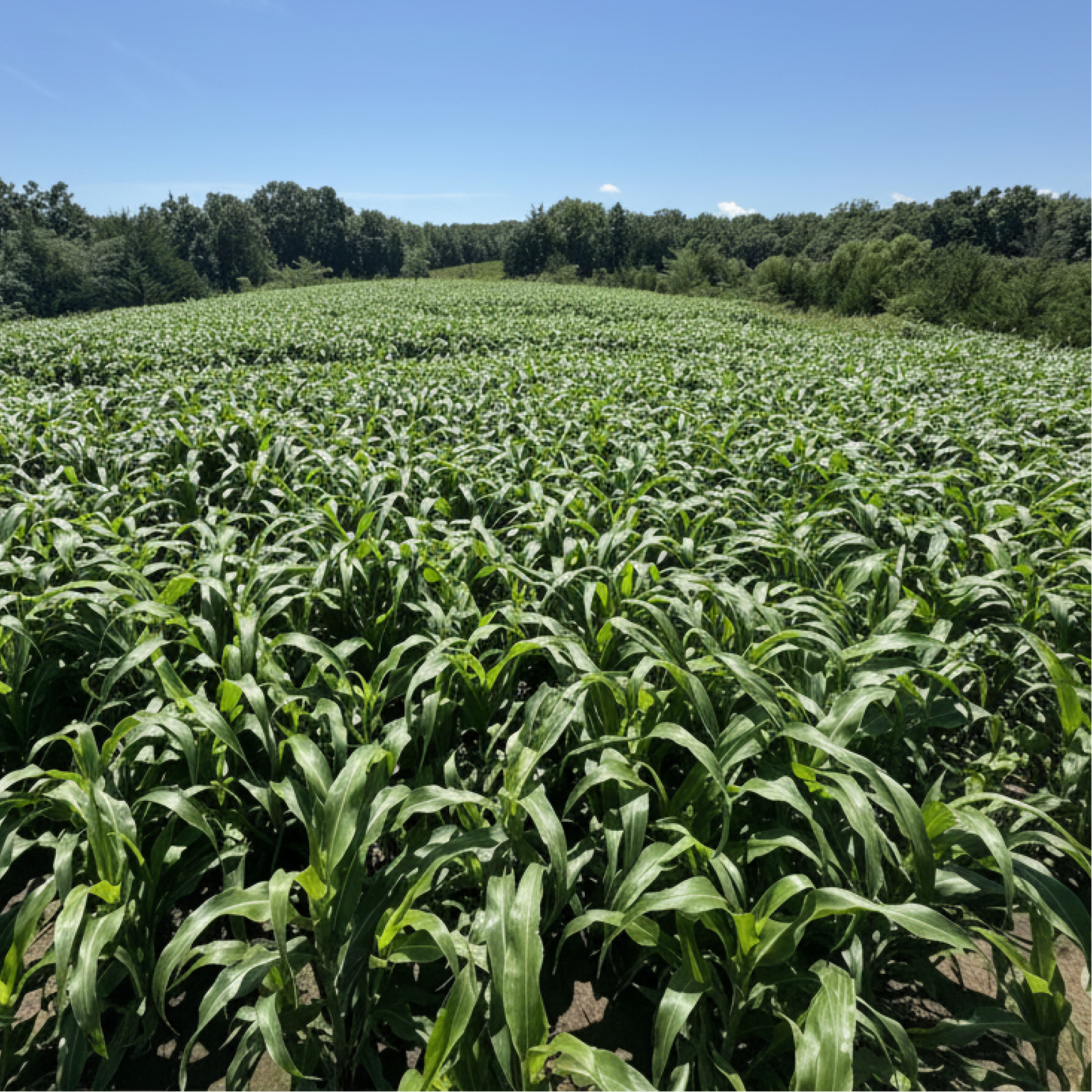 Green Cover Crop