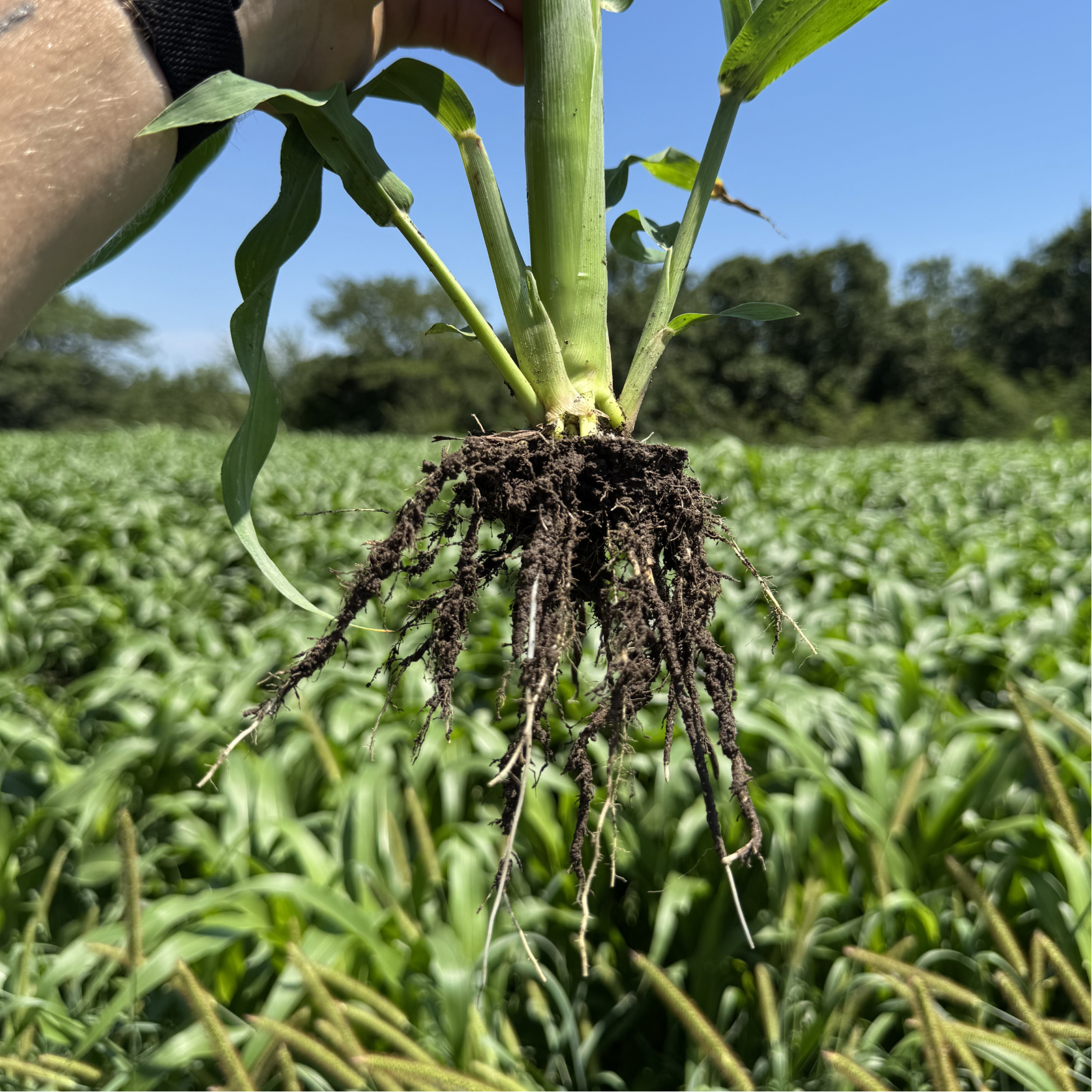 Green Cover Crop