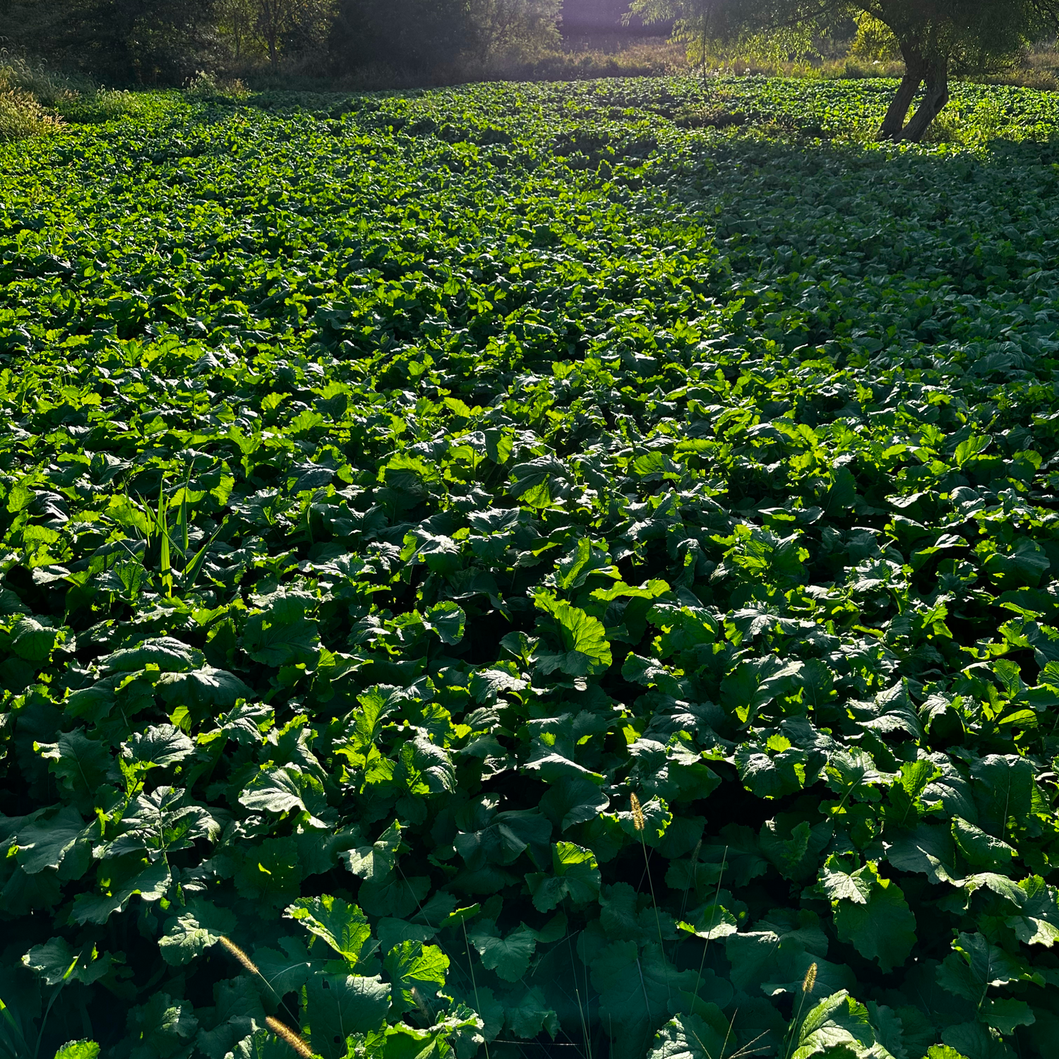 Herbicides for Food Plots: What You Need To Know