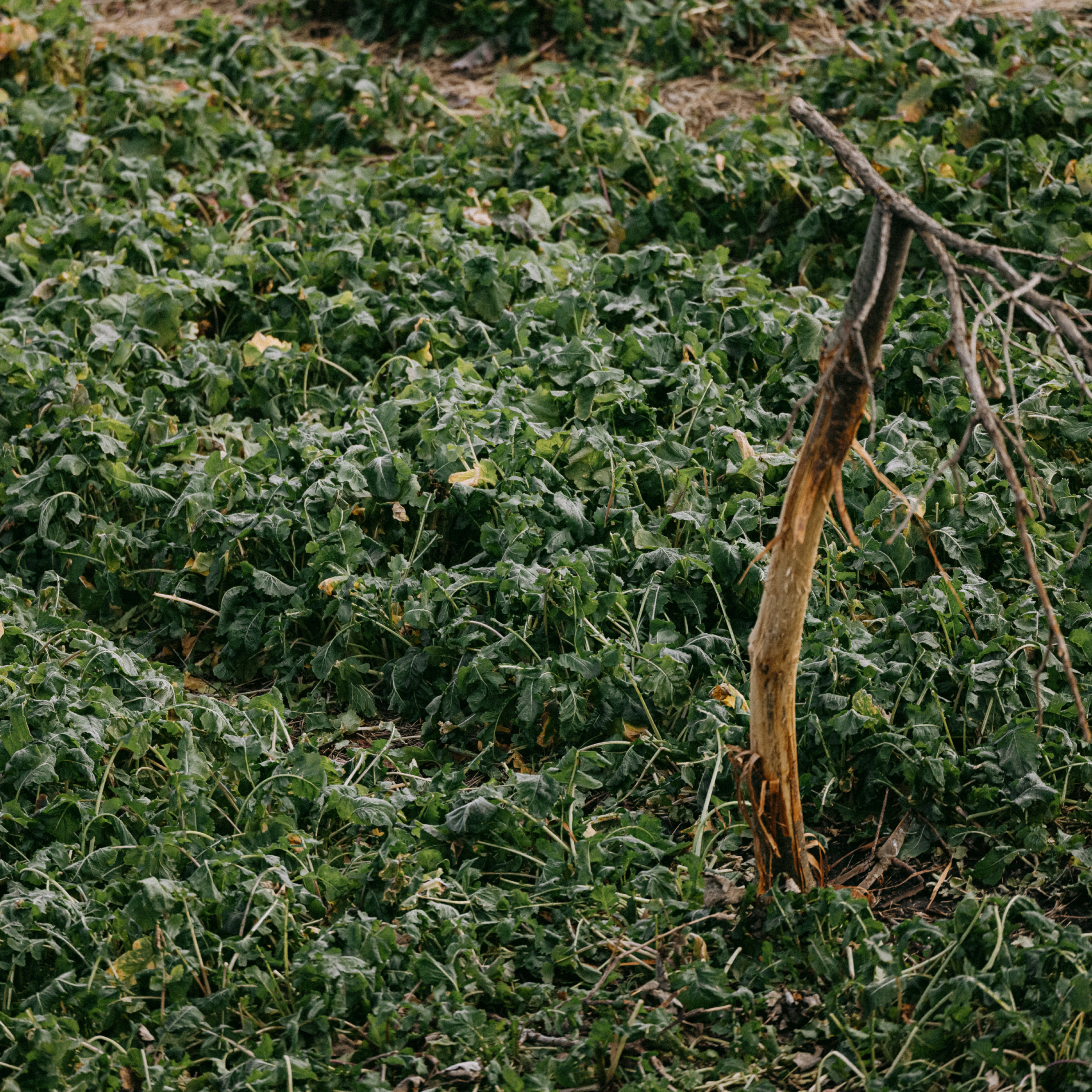 Brassicas