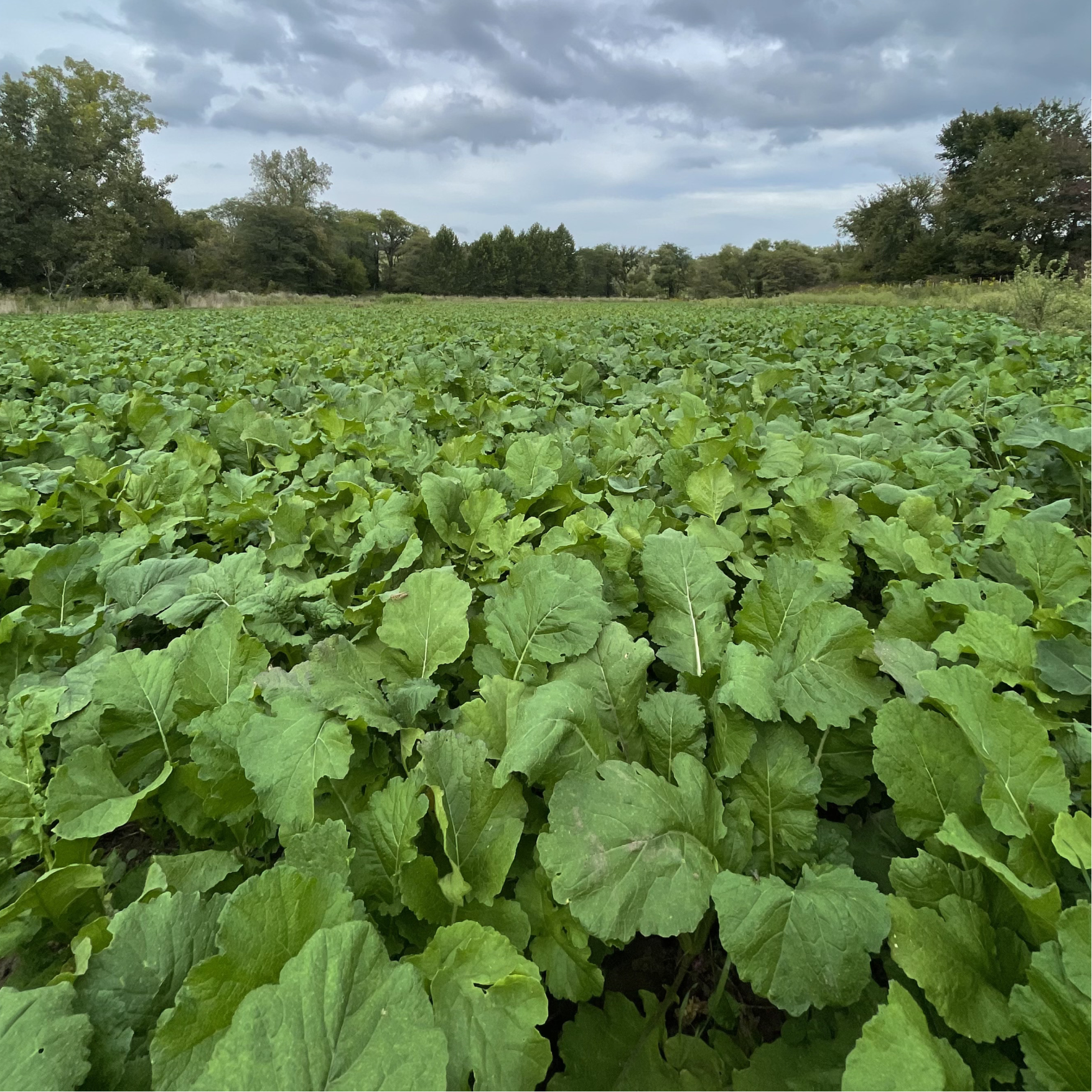 Brassicas + Clover