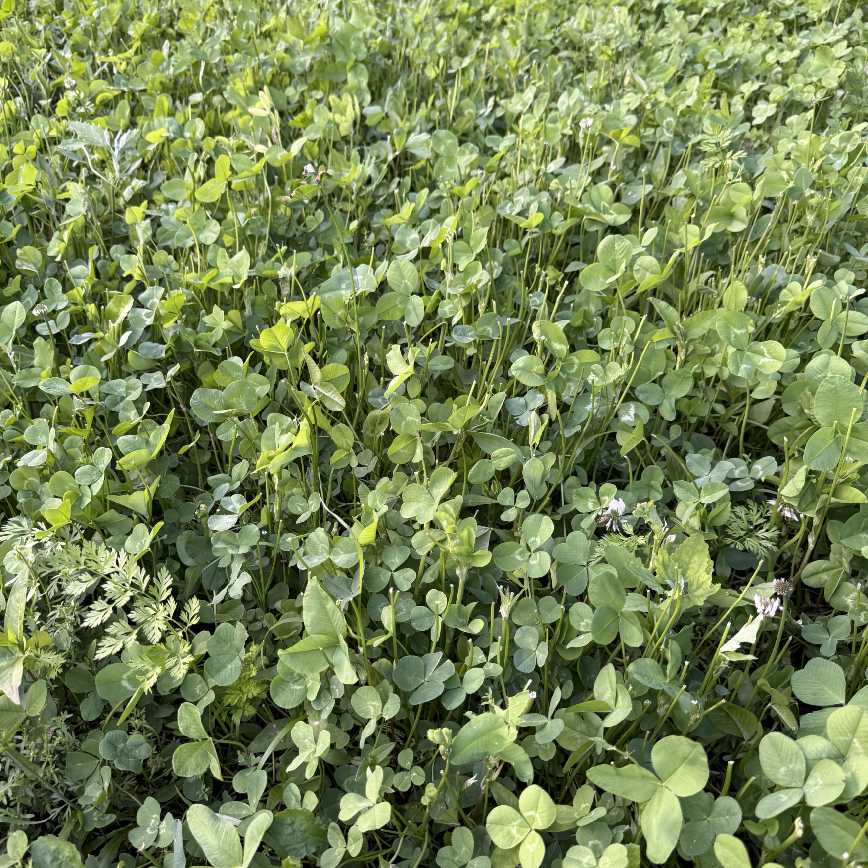 Brassicas + Clover