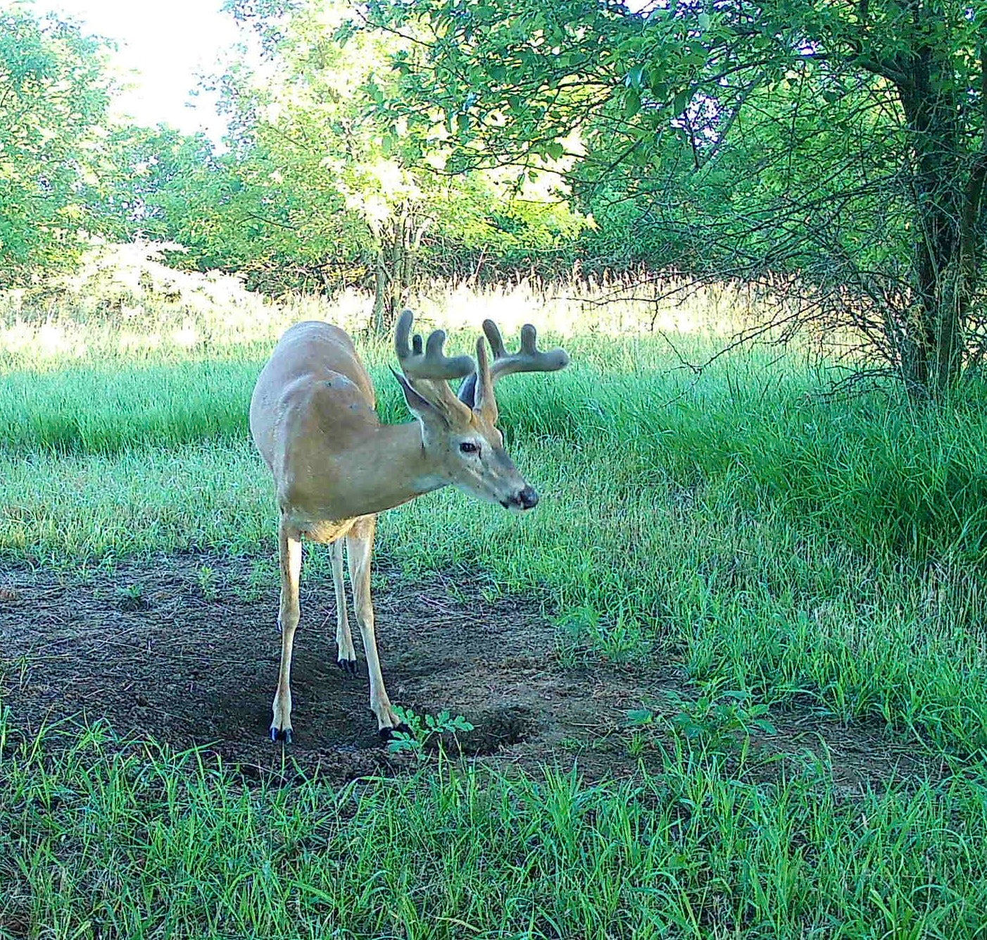 Deer Mineral